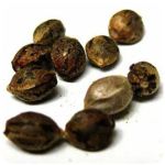 Семена марихуаны АК-47  (Seeds AK-47) в Безенчуке